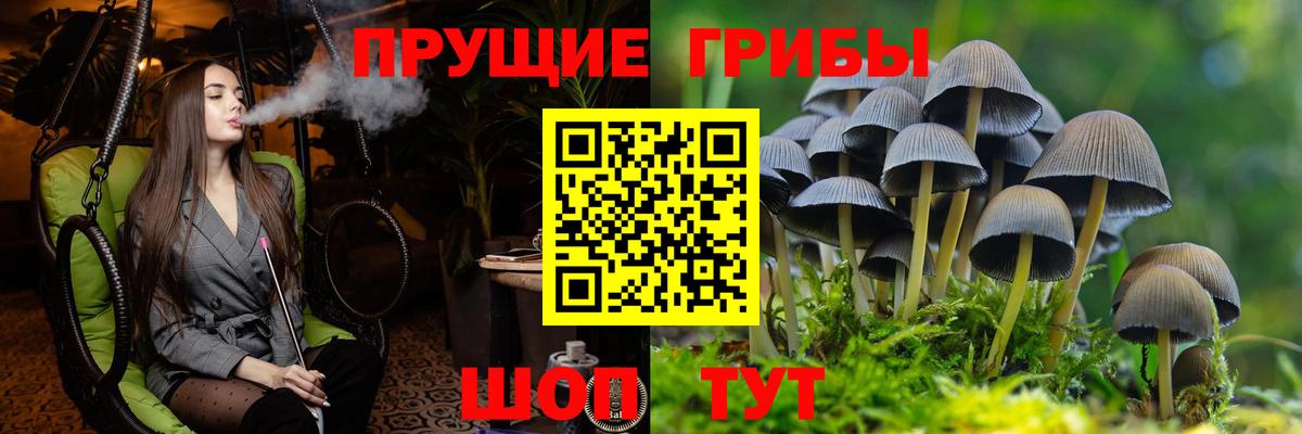 Псилоцибиновые грибы Psilocybine cubensis Воркута